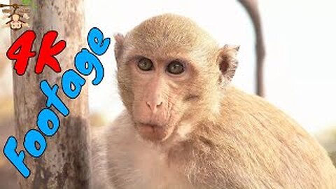 4K Quality Animal Footage - Monkeys Beautiful Scenes Episode 24 | Viral Monkey