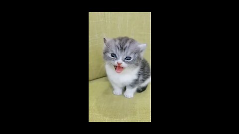 Cat vs Baby Cat sounds 🥰☺️ || Don't Miss end