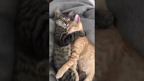 love is shared between these very cute kittens and cats