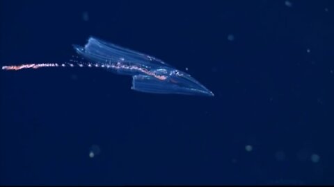 Beautiful transparent dragon-like sea creatures | Amazing Ocean Discoveries