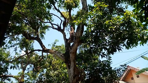 Clean and fresh air around the big tree