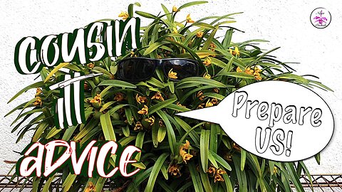 Preparing Orchids for Seasonal Changes | 5 Essential Tips | Protect | Fertilize | Grow #ninjaorchids