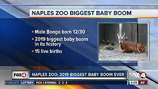 Naples Zoo had a baby boom in 2019