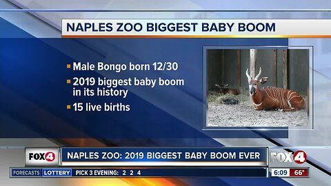 Naples Zoo had a baby boom in 2019