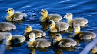 Large Blended Family of Canada Geese