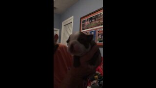 Boston Terrier Baby