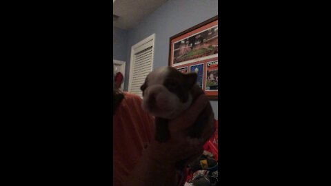 Boston Terrier Baby