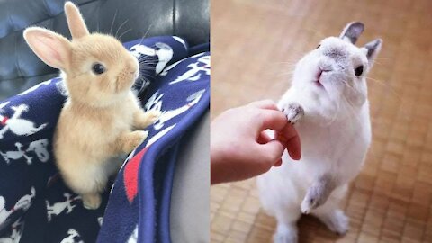 Cute and Funny Rabbit Video ❤❤