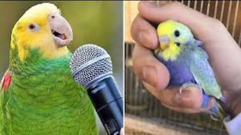 smart parrot training and🍁 parrot talking