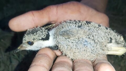 Red Wattled Lapwing Chicks In The Nest