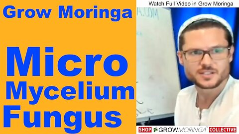 Benefits of Trimming Moringa | How To Keep Your Moringa Tree Bushy | Mycelium, Fungi Micro-organisms