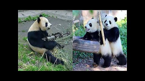 Funny and Cute Panda Videos 🐼 | Panda Video Funny | Baby Panda