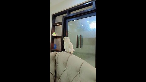 Grey and Cockatoo Parrot