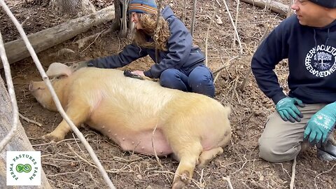 The Friendliest Pigs