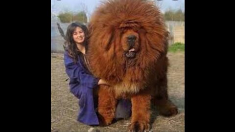 Top 10 biggest dogs in tge world