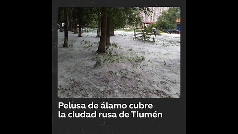 La ‘otra nieve’ rusa: pelusa de álamo cubre una ciudad siberiana