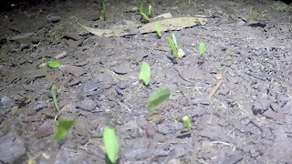 Leafcutter ants create one of the most complex social societies on earth