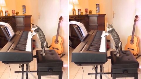 Cat Started Playing Piano In Owner's Absence