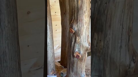 Our three legged tree. #tree #treehouse #loghome #log #homesteading #homesteadingfamily #homestead