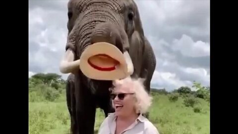 An Intelligent Elephant With A Sense Of Humor