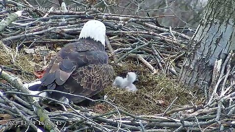 Hays Bald Eagles H19 Eaglet Bonks Mom 3.29.23