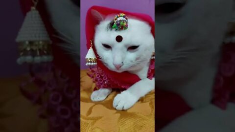 😇 Owners are CRYING, you are LAUGHING! 😹 -The Funniest Cat Videos on the Internet