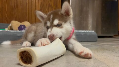 Ginger The Husky: Eating Her Bone