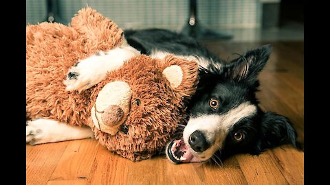 Dumb Doggo Tries To Take The Toy, Fails Badly