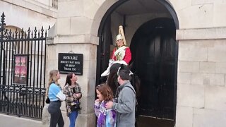 Armed police tell tourist don't touch the Reins #horseguardsparade