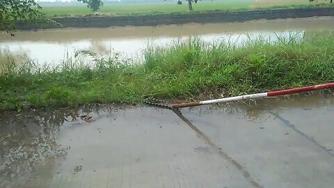 Ada Ular belang dua di jalan mau masuk ke remuh