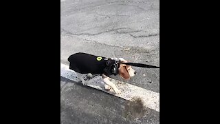 This beagle is protesting because his favorite park is closed