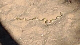 Bull Snake or Rattlesnake?