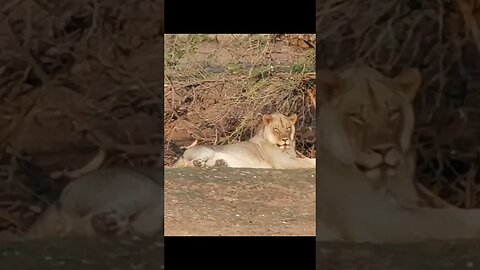 Lion sightings along the Limpopo River #wildlife #animals #africa #bigcats