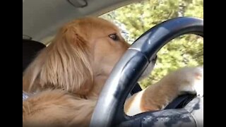 Cão conduz até ao drive-thru do Starbucks