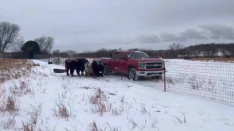 Cattle feed in the snow