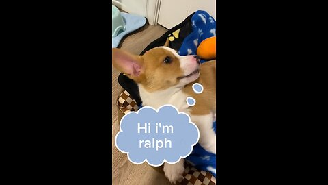 Corgi Ralph