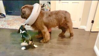 Puppy Helps Newfie Escape His Protective Donut