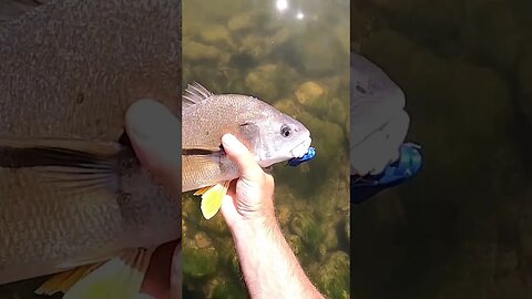 Freshwater drum from the Little Miami River!