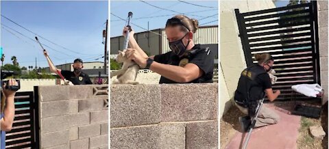 Animal Control saves kitten from cinder block wall