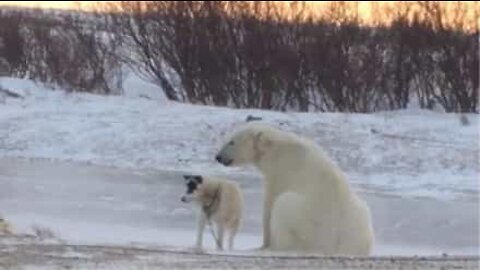 Orso curioso tenta l'amicizia con un cane