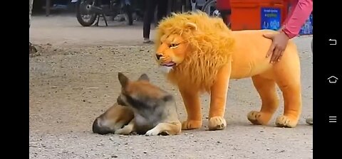 Troll Prank Dog Funny & fake Lion and Fake Tiger Pra.mp4 🤣| wildlifeworld12