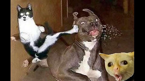 Funny Pets Videos 2024 - Cats and Dogs