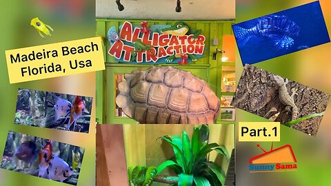 Alligators Attraction on Madeira Beach, Florida _ Traveling Around USA _ Sunny Sama _ Part 1