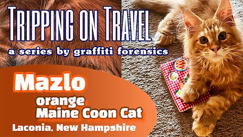 Tripping on Travel: Mazlo the Cat, Laconia, NH