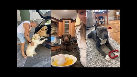 Dogs Doing Funny Things 😂 Best of September 2023