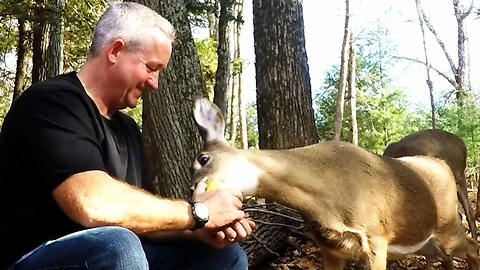 Wild deer go crazy for apples