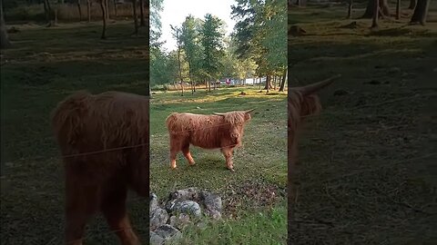 Firstfruits Farm Scottish Highland Coos