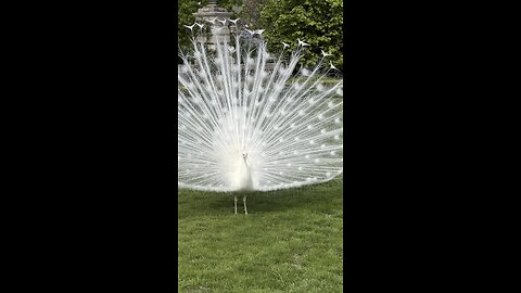 Beautiful White Peacock Isola Bella Italy