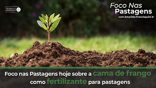 Foco nas Pastagens hoje sobre a cama de frango como fertilizante para pastagens