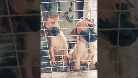 these Adorable Boer Boel Puppies Will steal your heart Away #shorts #puppy #cute #doglover